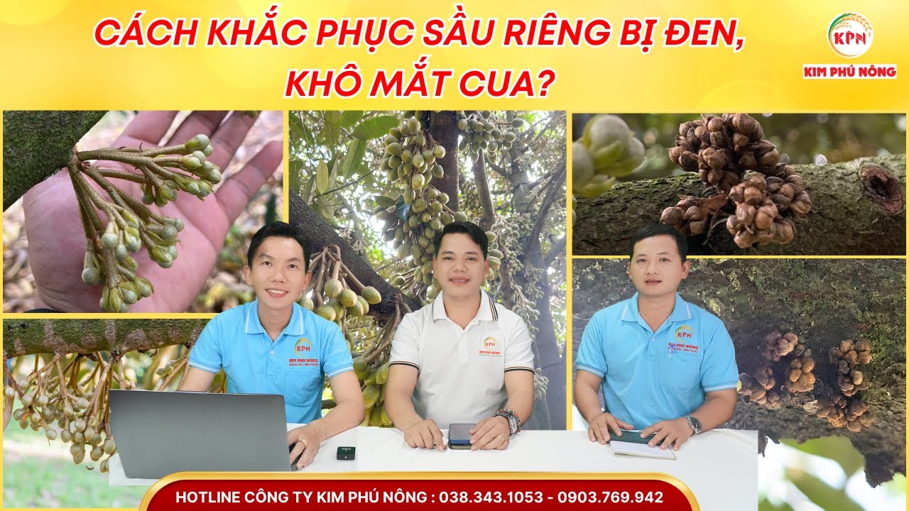 Cách Khắc Phục Sầu Riêng Bị Đen Khô Mắt Cua?