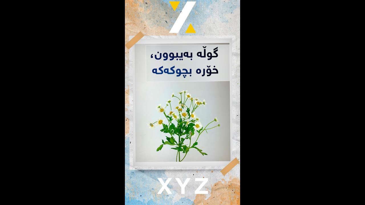گوڵە بەیبوون، خۆرە بچوکەکە
