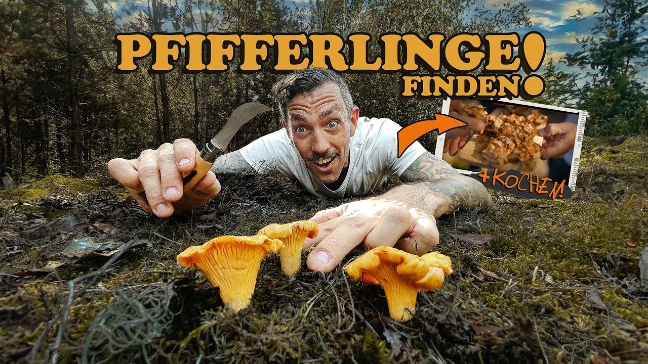 Jetzt ist Zeit für Pfifferlinge! Suchen, finden, sammeln!