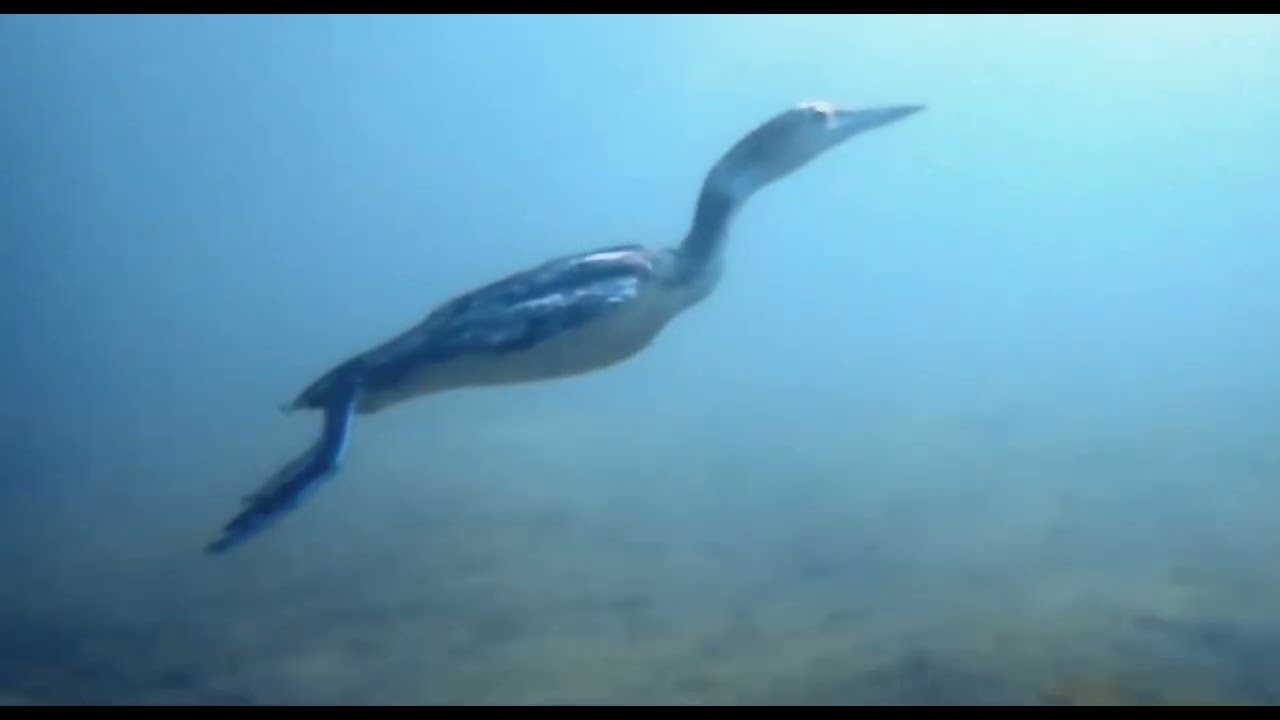 Bird Swimming Underwater