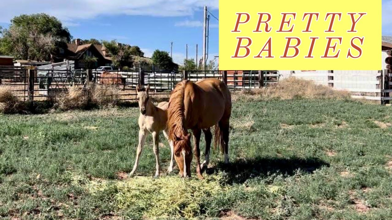 BRANDING A FEW CATTLE | CHECKING OUT THE FOALS | WAGYU CATTLE #jheart #cattle #wagyu