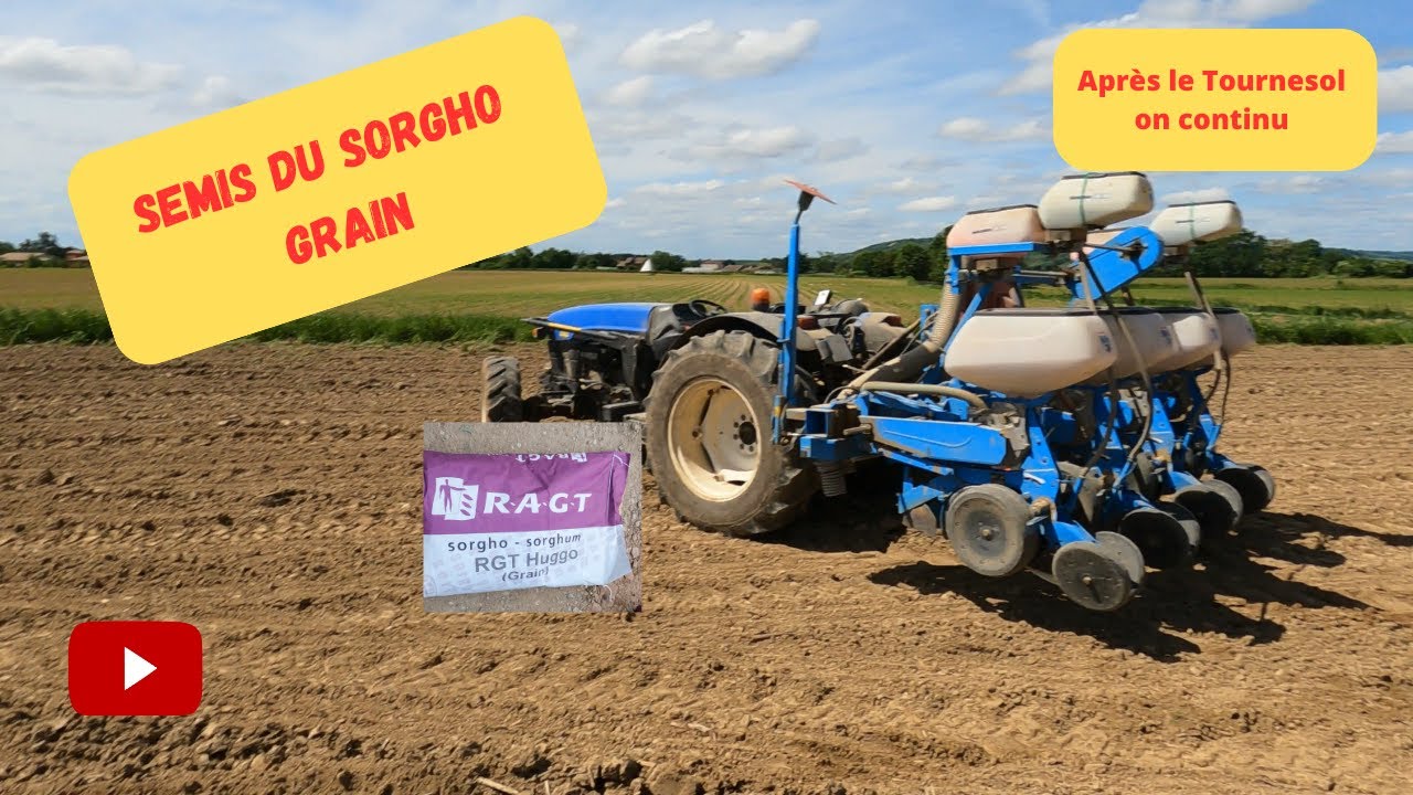 semis sorgho grain