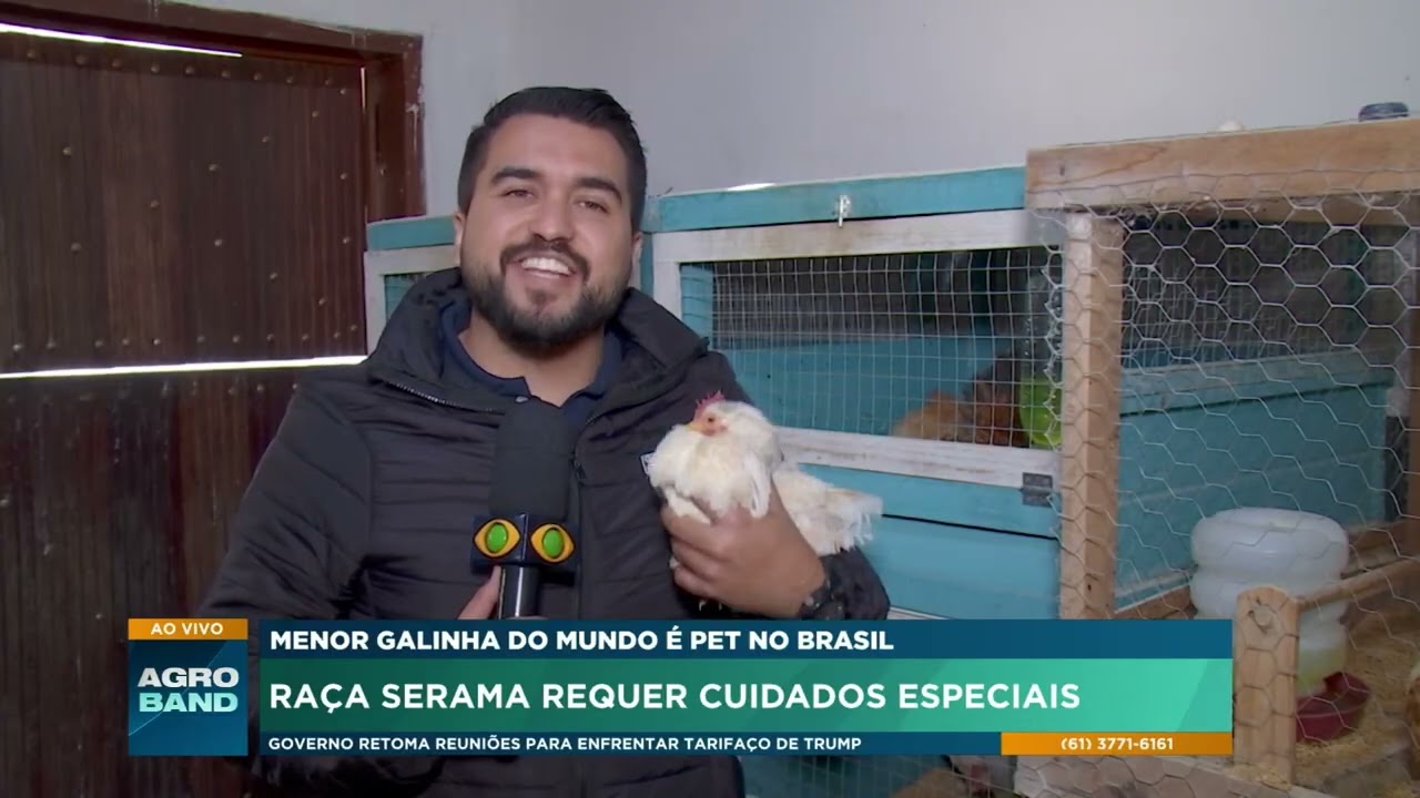 Menor galinha do mundo &eacute; pet no Brasil: Ra&ccedil;a Serama requer cuidados especiais
