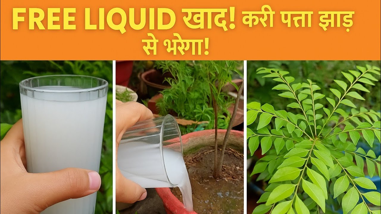 FREE में बनाएं Curry Patta के लिए Liquid खाद | झाड़ से भर जाएगा! 🌿💥