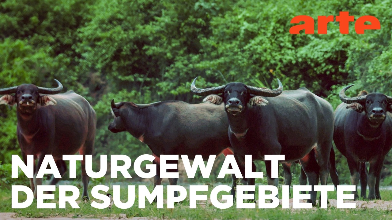 Der Siegeszug des Wasserbüffels | Muh! Die Geschichte des Hornviehs (3/4) Reupload | ARTE Fernweh