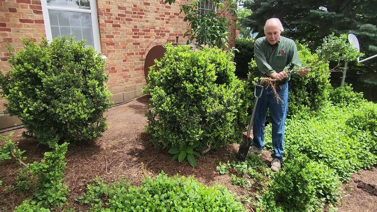 pruned boxwood a year later and how to make more boxwood shrubs