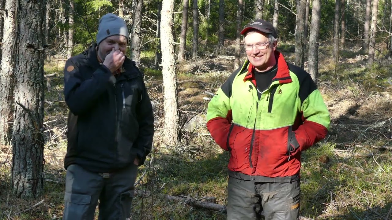 Ronnie i Hattsjöhult säljer kollagring i sin skog för 8 575 kr per hektar och år