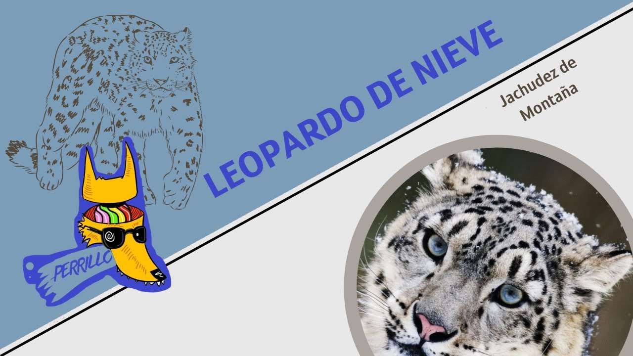 Leopardos de Nieve: Buscando a Waldo Extremo| Ep 116| CULTURA COLMILLUDA