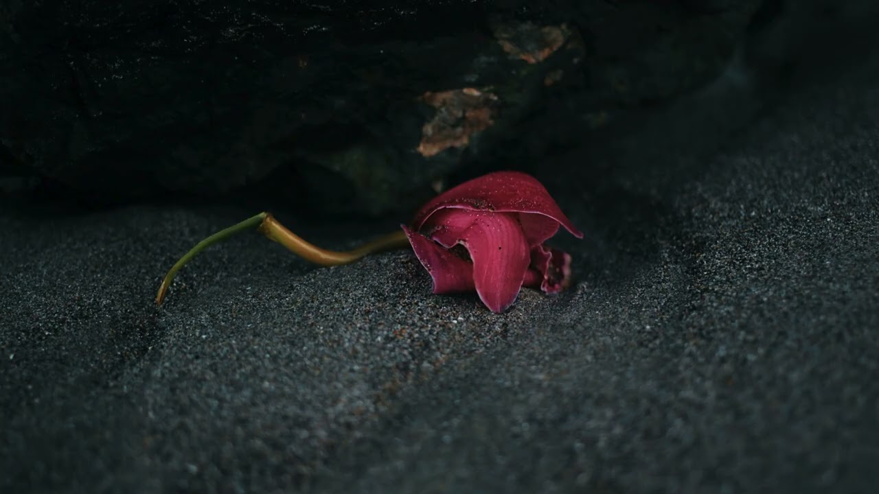 𝚍𝟺𝚟𝚍 - 𝚁𝚘𝚖𝚊𝚗𝚝𝚒𝚌 𝙷𝚘𝚖𝚒𝚌𝚒𝚍𝚎 (𝚜𝚕𝚘𝚠𝚎𝚍 + 𝚛𝚎𝚟𝚎𝚛𝚋) 
