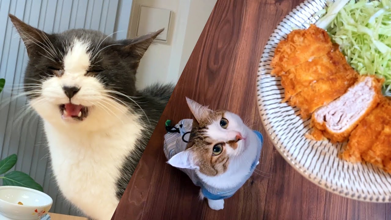 お肉を重ねたら猫たちが幸せになりました【10月のウマウマデー | ミルフィーユかつ】