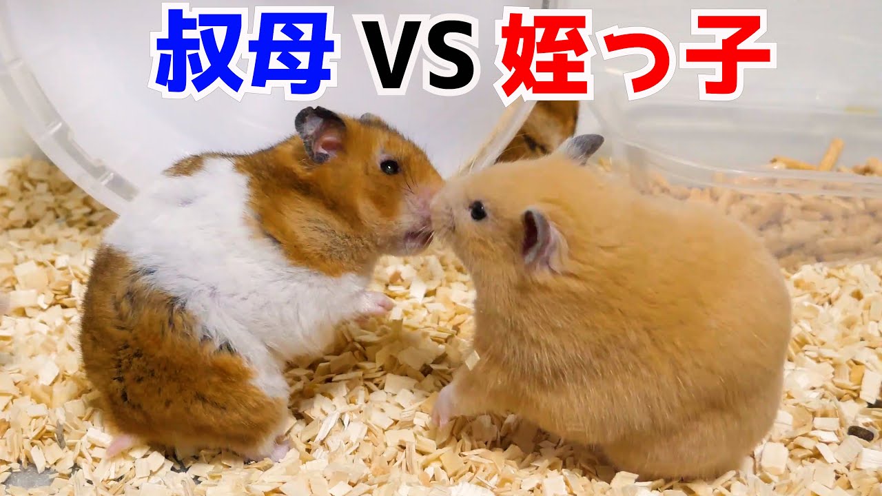 叔母と姪っ子が初めて出会ったら、とんでもないことになりましたｗｗｗｗｗ