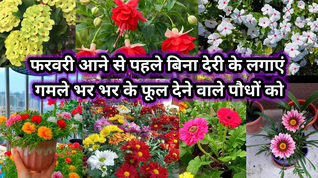 फरवरी आने से पहले बिना देरी के लगाएं गमले भर भर के फूल देने वाले पौधों को.