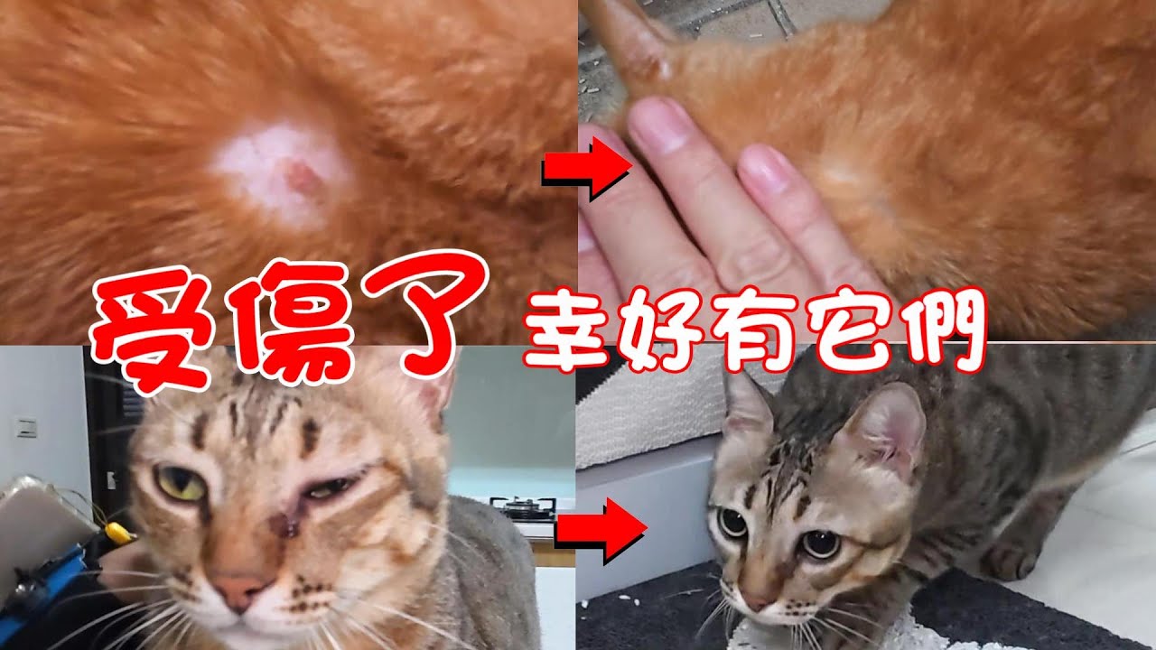 抓傷、口炎&hellip;你家的貓咪痛說不出口？必備『毛孩救命箱』 ft. 蘇依沙SUISA