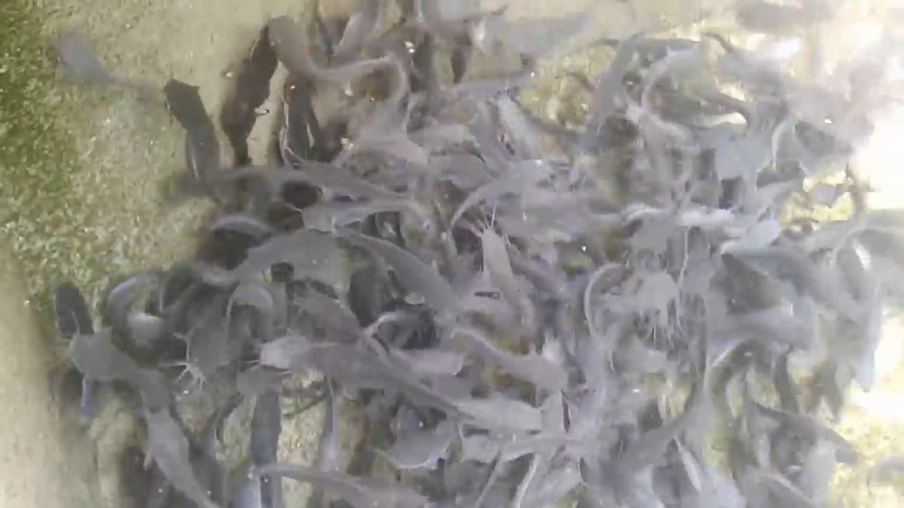 ACIDIC WATER; WHY CONCRETE FISH TANK/POND IS MOSTLY PREFERRED IN FISH FARMING / HOW IT CORRECTS PH