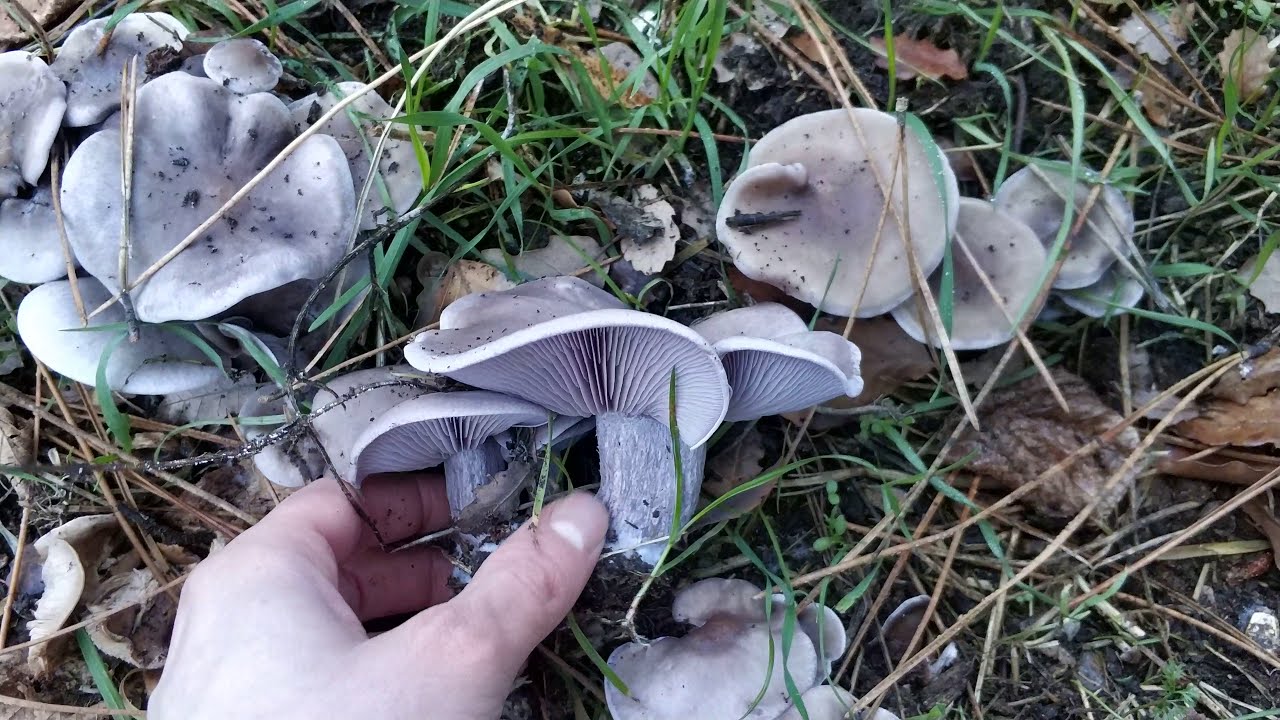 Pie azul. Una seta muy sabrosa y sencilla de identificar. Lepista nuda. Tamibén llamada nazarena.