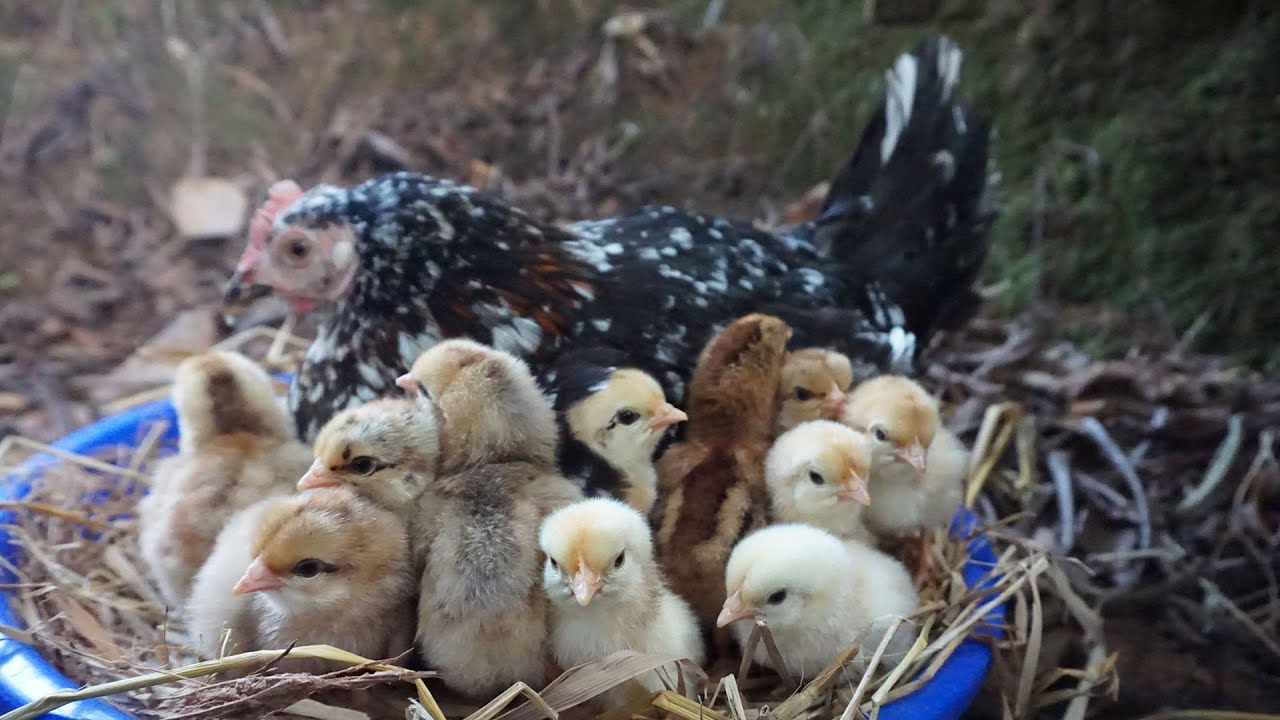 Brooding Hen Hatching chicks outside My home || Natural  Egg Hatching