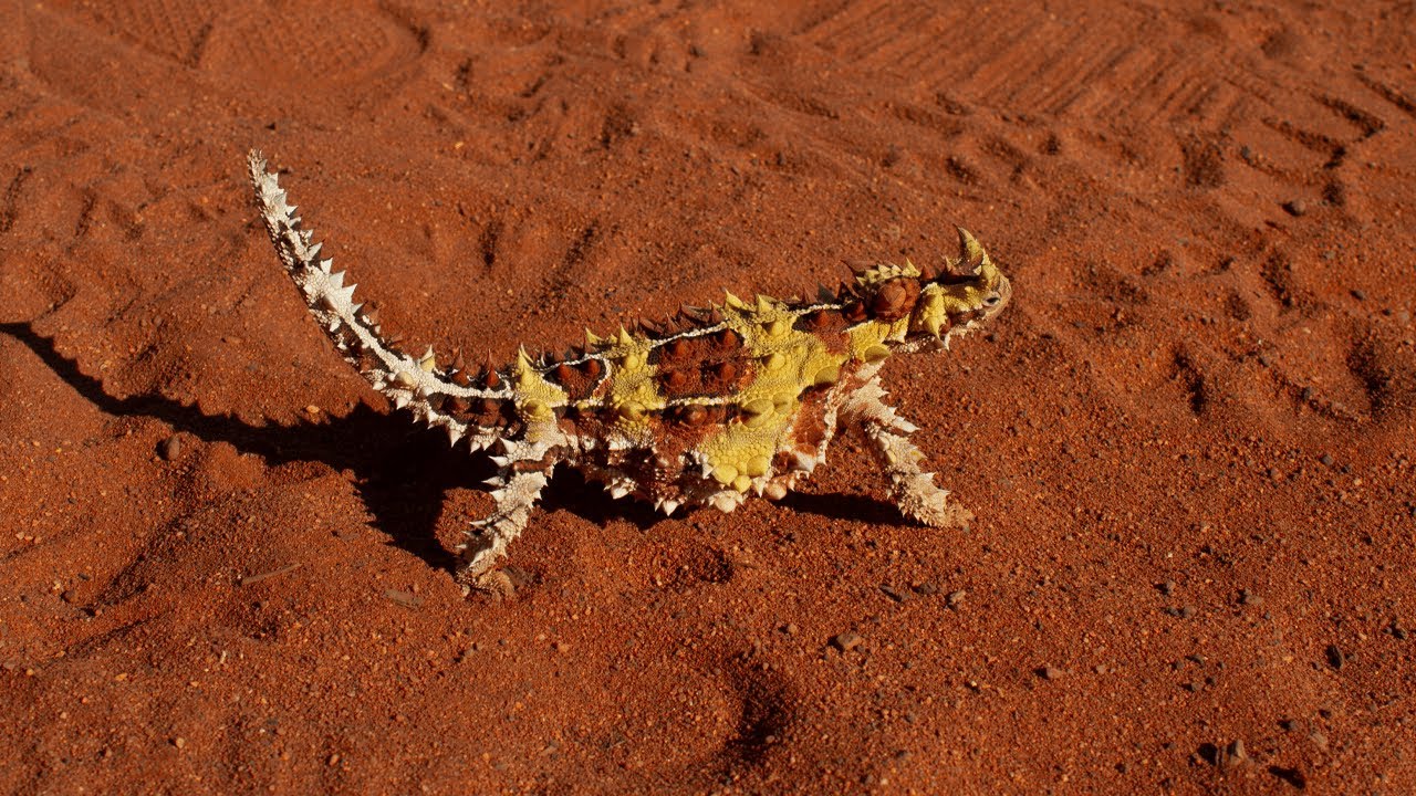 Tenacious Outback - A Wildlife Documentary