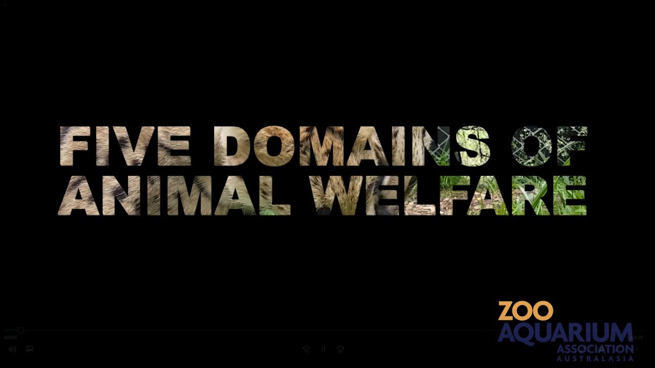 The Five Domains of Animal Welfare