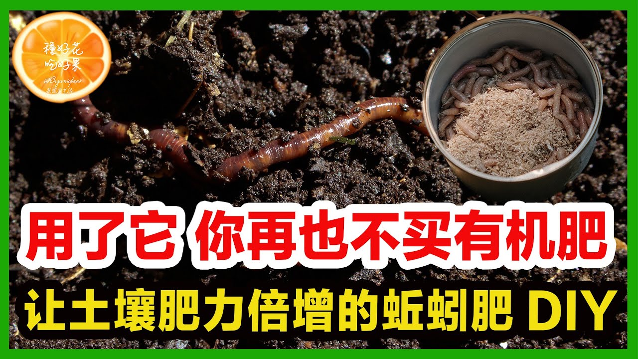 这才是让土壤肥力倍增的肥料 | 用了蚯蚓肥之后你再也不买有机肥了！| 蚯蚓肥种植对照试验展示 | 蚯蚓肥制作 | 蚯蚓肥水配制 | 蚯蚓肥功效 | 养蚯蚓制作蚯蚓肥DIY指南 | 有机肥