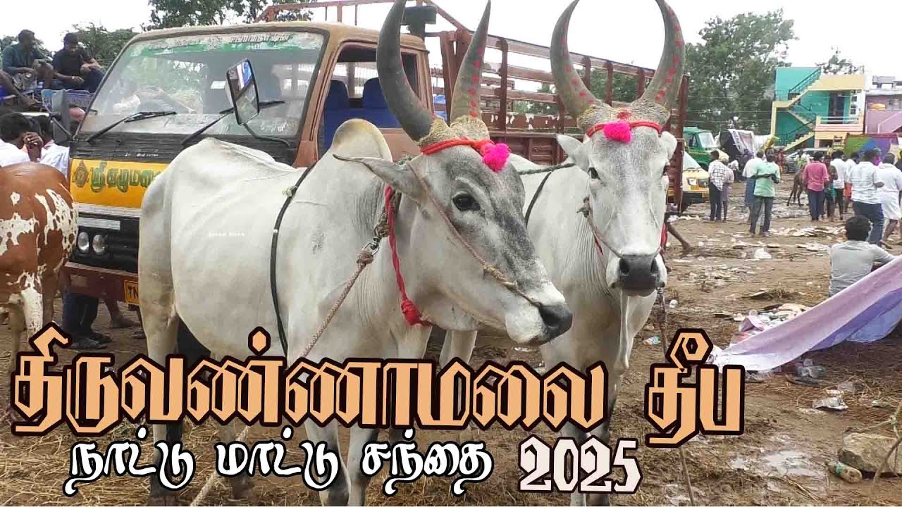 Tiruvannamalai deepam mattu santhai | திருவண்ணாமலை தீபம் மாட்டு சந்தை