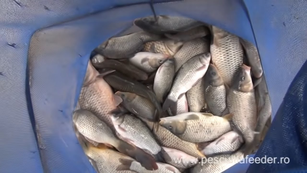 Pescuit la crap si caras in sezonul rece cu method feeder