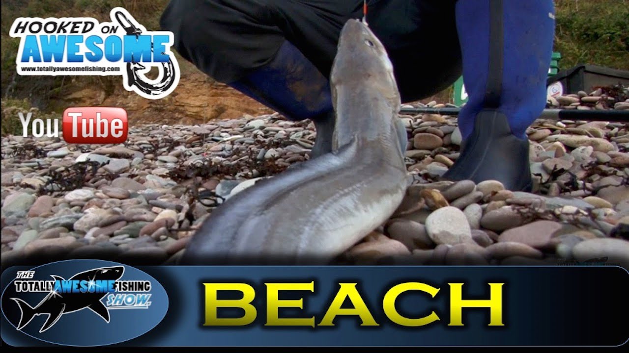 Shore fishing for BEGINNERS - Cod and Conger Eels - TAFishing Show