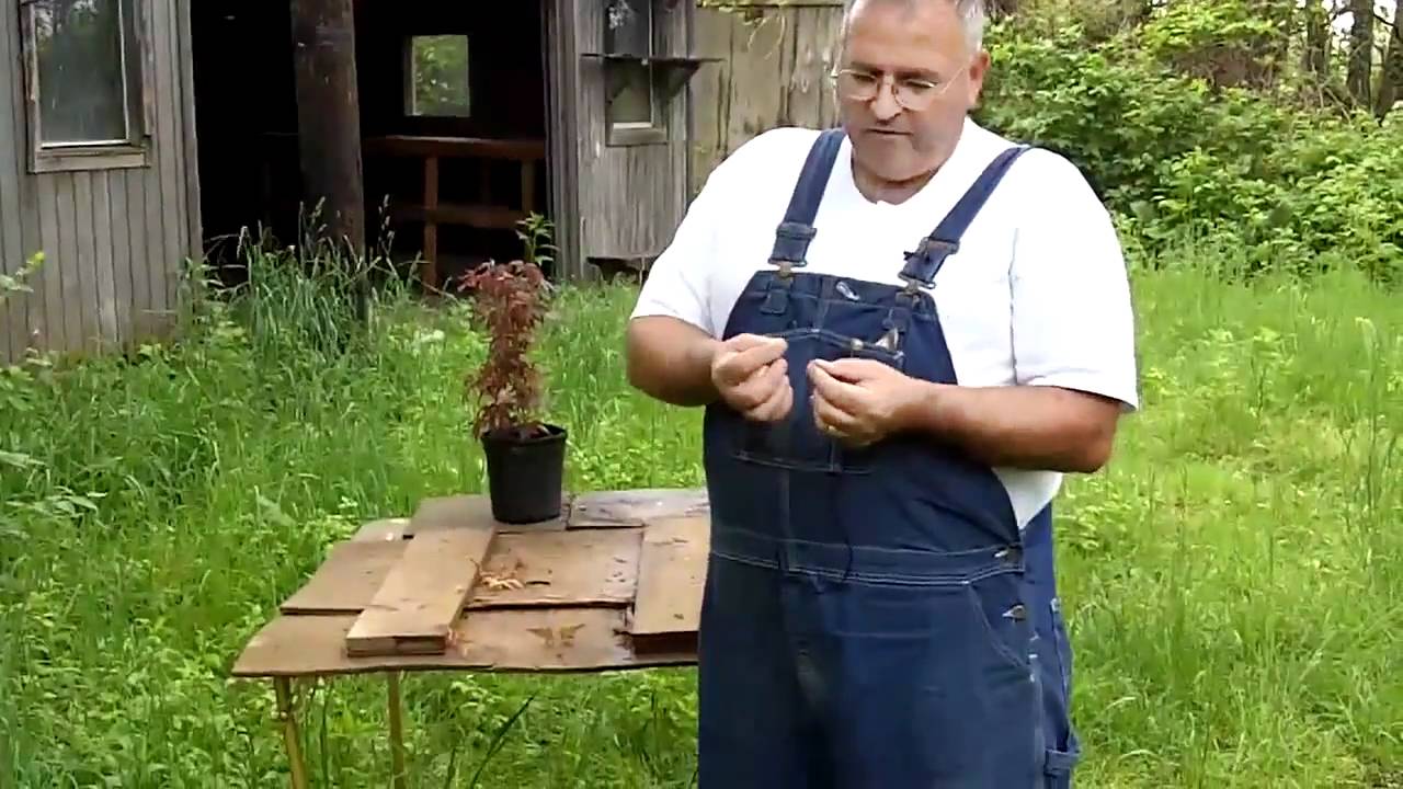 Выращивание японских кленов из семян