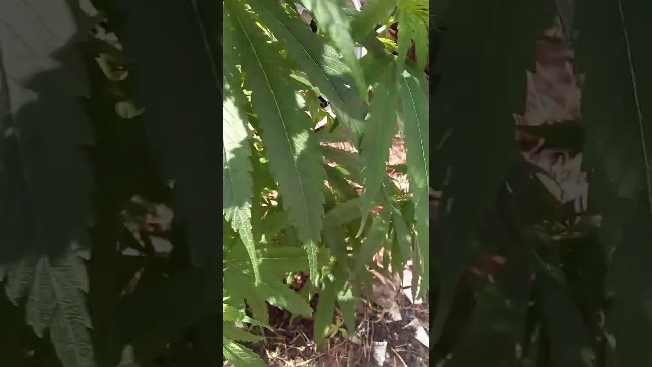 Cosecha de marihuana 2017