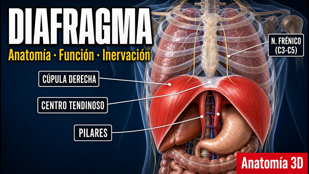 🚩🚩Anatomía y movimiento del diafragma