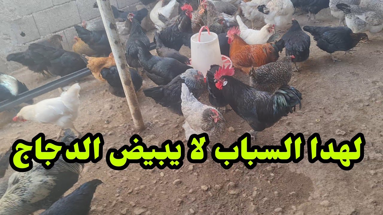 علاج الدجاج من ديدان الشريطية  دقة بطلة 