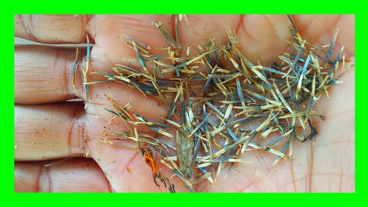 Never Buy Marigold Seeds Again! Save and Store Your Own Seeds