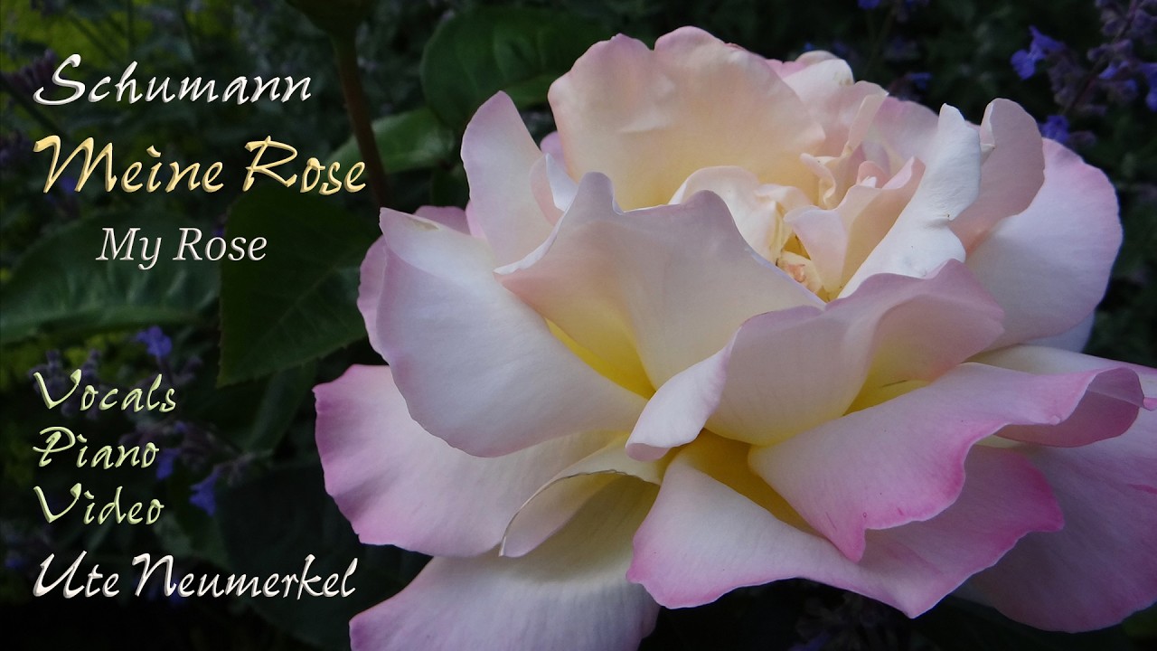 Schumann: Meine Rose Op 90 No 2 Heartfelt one woman performance + VIDEO. Subtitles ENGLISH Deutsch