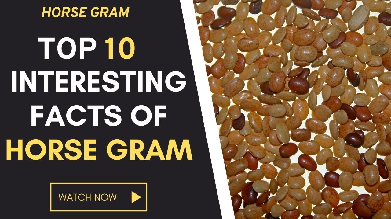 ◼Top 10 Incredible Facts of Horse Gram ❤ Why Should We Add Horse Gram to Our Diet? Horse Gram