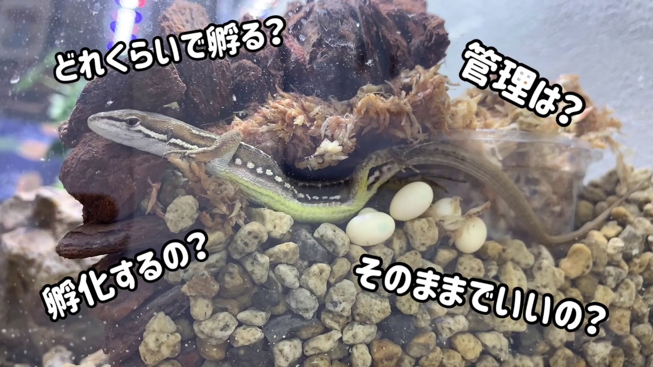 カナヘビ飼育　産卵から孵化まで