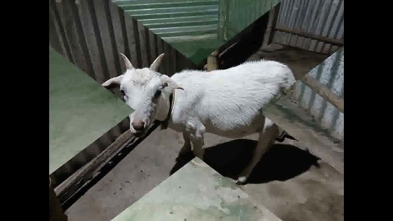 Part-1(2nd style)Lovely cute obedient goats(Faithful animal, not like as untrusted humen's mind.
