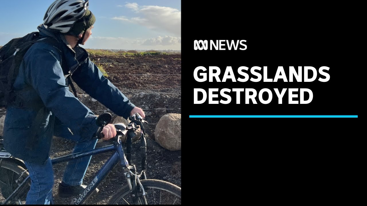 Native grasslands destroyed in Melbourne's west | ABC News