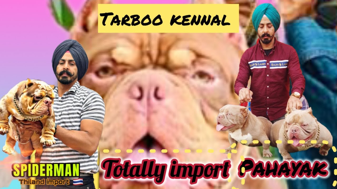 Import Biggest micro bully kannel in India 🇮🇳 visit:chiku foji @Tarboo bullz kannel