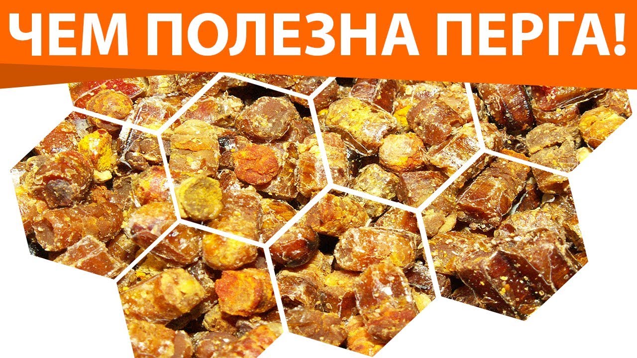 Перга – пчелиный хлебушек. Лечебные свойства перги. Пчелиная перга – полезные свойства и применение!