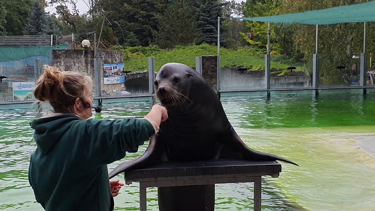 Fóka show
