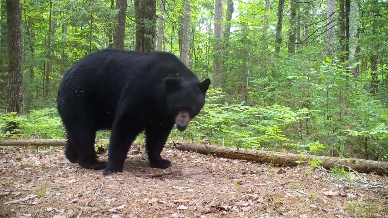 Mitten Trail Cams Ep. 14: A Trail Through the Forest.