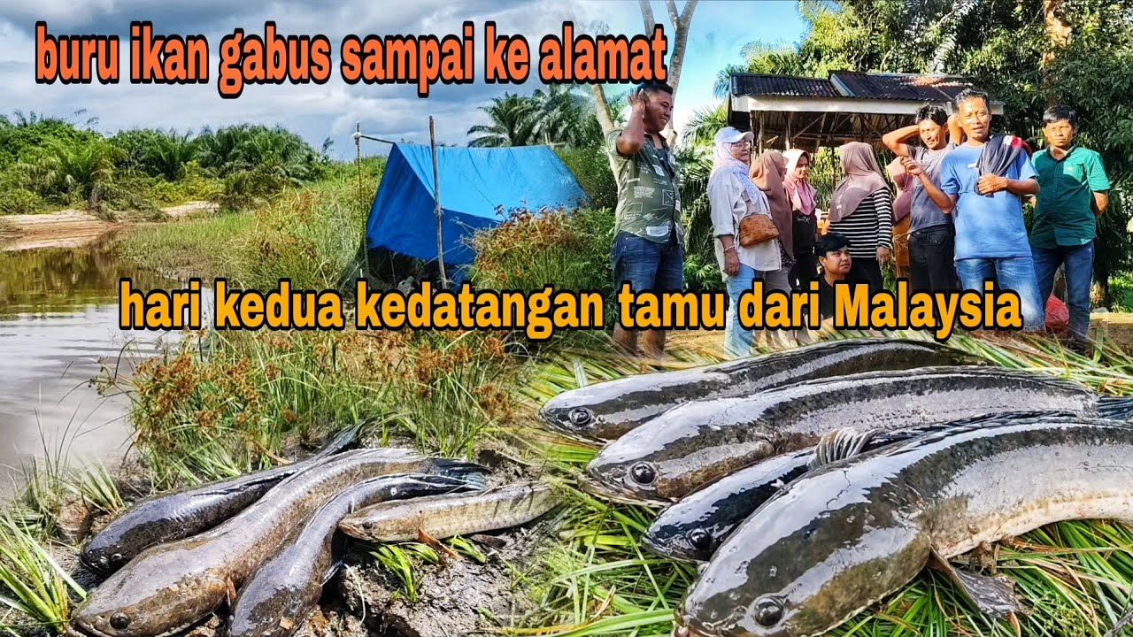 BURU IKAN GABUS SAMPAI KE ALAMAT, KEDATANGAN TAMU DARI MALAYSIA
