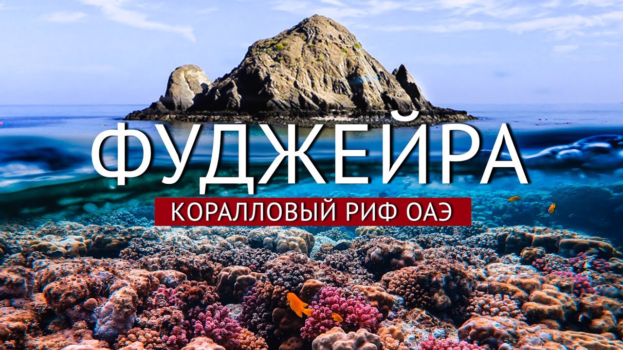 ФУДЖЕЙРА: Коралловый Риф в Фуджейре, подводный мир 4к. Снорклинг в ОАЭ. Дайвинг в Фуджейре.