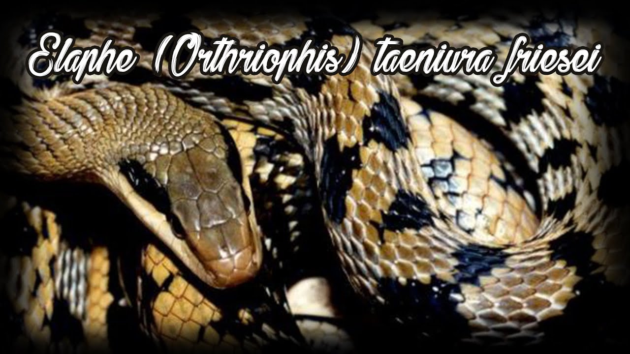 Présentation de Elaphe (Othriophis) taeniura friesei