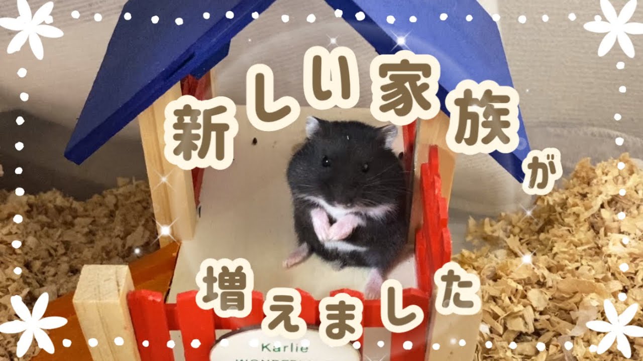 リアルブラックジャンガリアンの女の子をお迎えしました！
