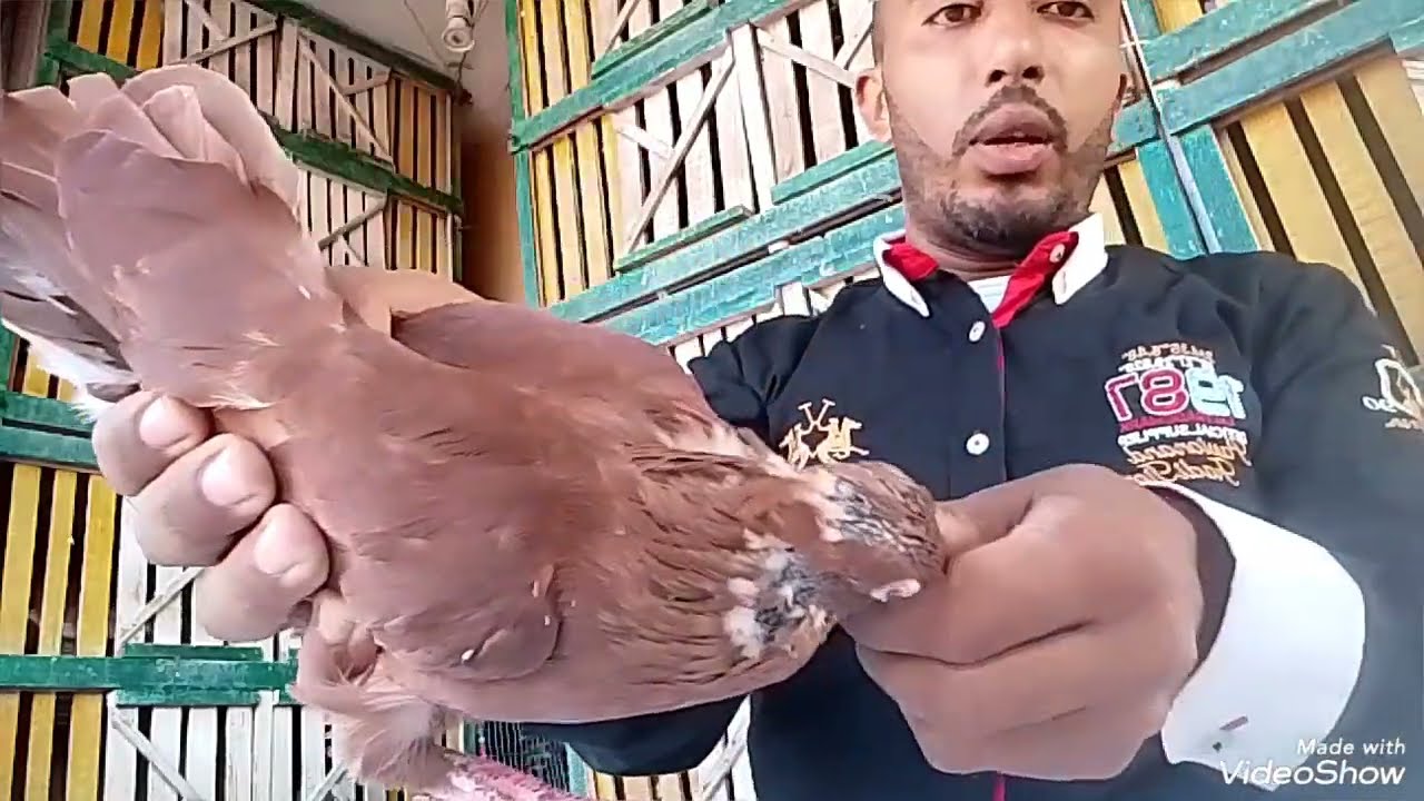 ازاي اتعامل مع فرد الحمام في فتره القلش من البلكونه