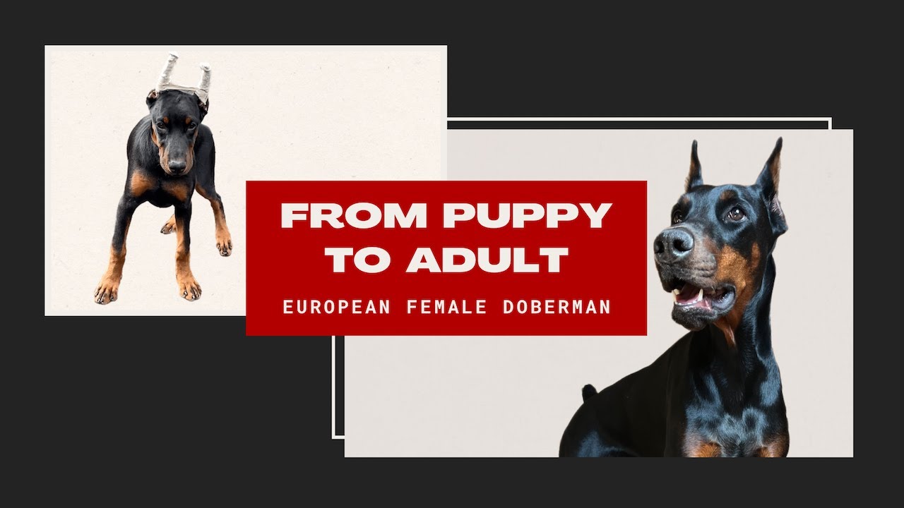 Female European Doberman: From Puppy To Adult
