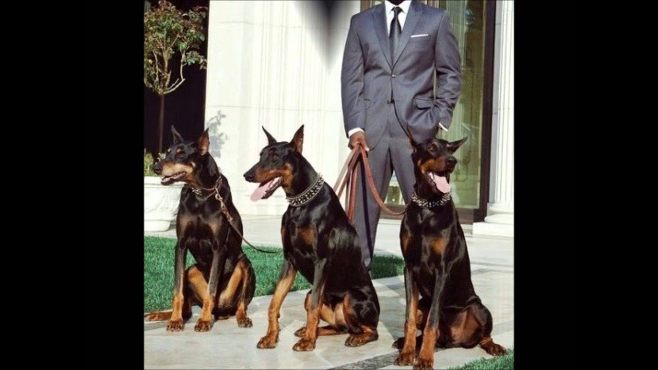 Doberman .... born with a Heart of Steel