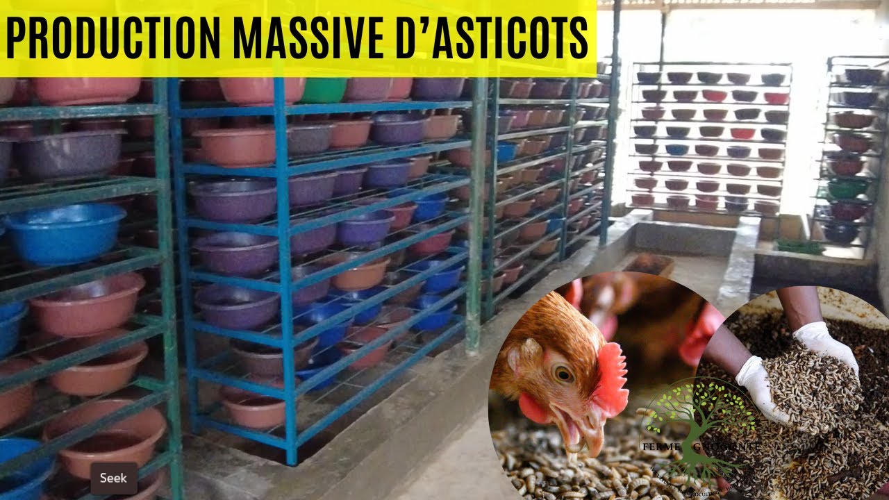 Présentation de notre structure pour l'élevage des mouches soldats noires