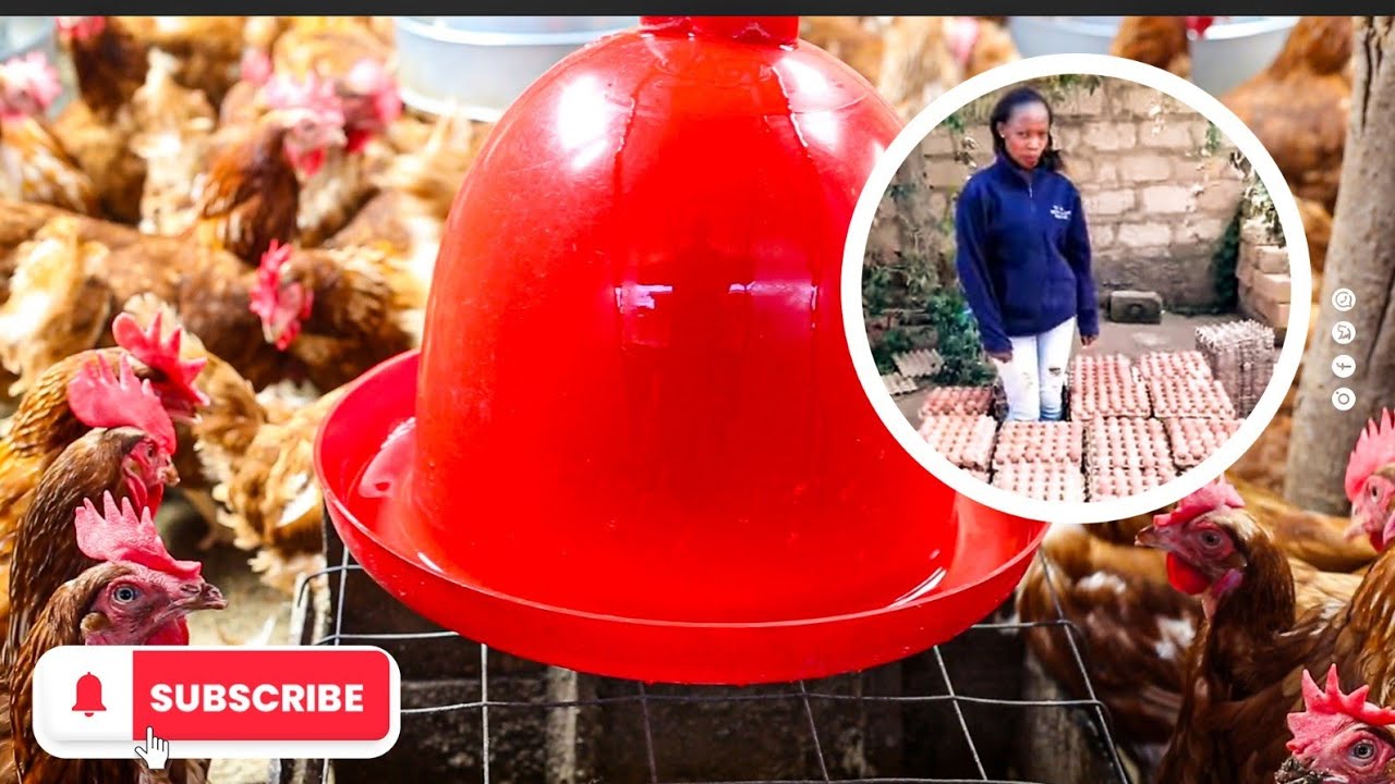 Чеснок и имбирь для кур: секрет крепкого иммунитета и высокой продуктивности.