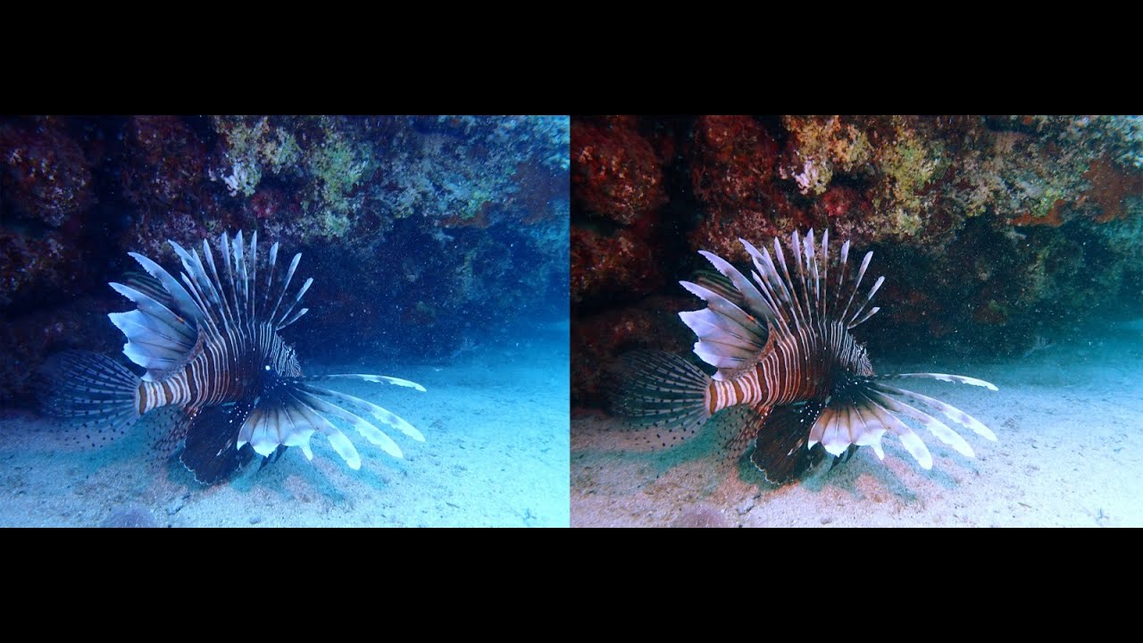 Sualtı Fotoğraflarının, Photoshop ta Düzenlenmesi ve Sualtı Fotoğrafçılığına Giriş İpuçları